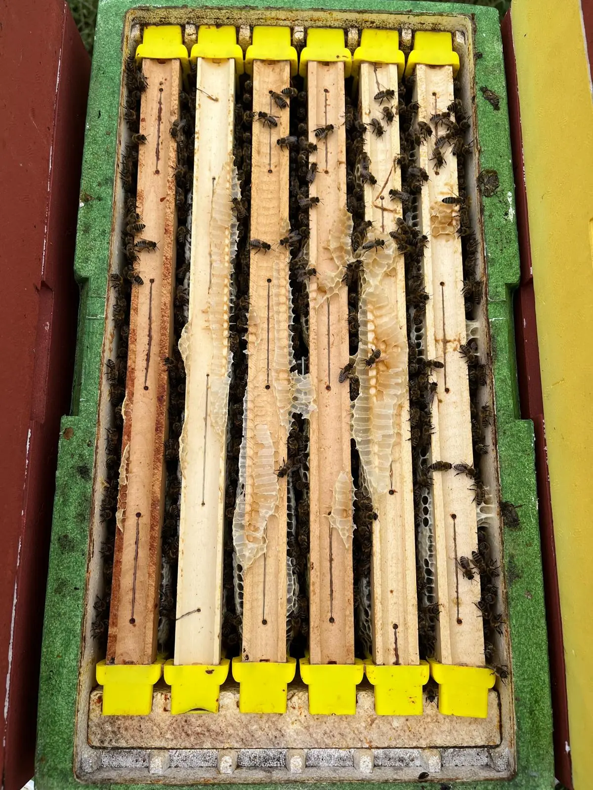 Utrinki iz čebelnjaka 42